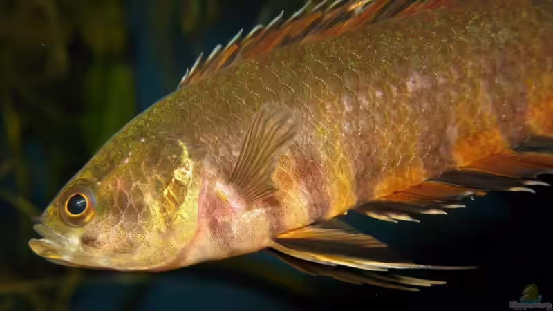 Ctenopoma im Aquarium halten (Einrichtungsbeispiele mit Ctenopoma-Arten)