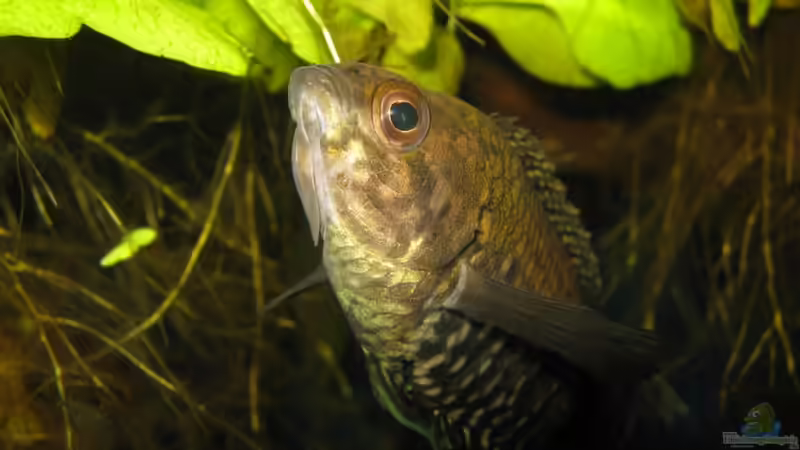 Ctenopoma fasciolatum im Aquarium halten (Einrichtungsbeispiele für Gebänderter Buschfisch)