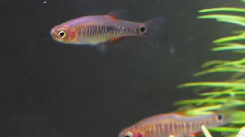 Danio erythromicron im Aquarium halten (Einrichtungsbeispiele für Querstreifen-Zwergbärbling)