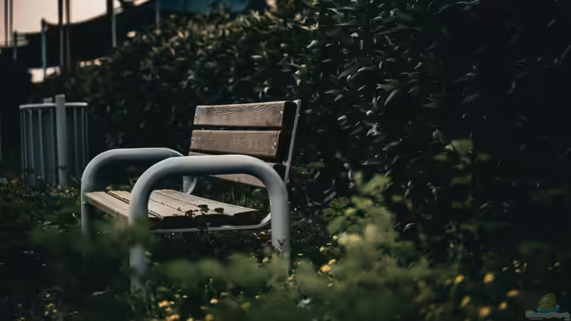 Mikroklima im Garten: So kannst du es positiv beeinflussen