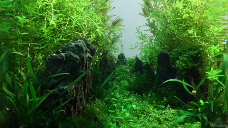 Milestones Milestones