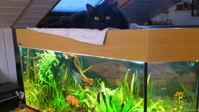Milow und sein Aquarium Milow und sein Aquarium