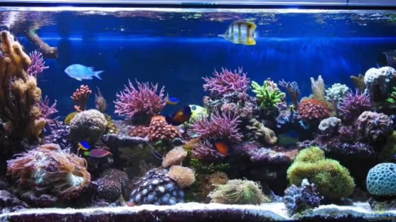 Miniriff im November 2008 Miniriff im November 2008