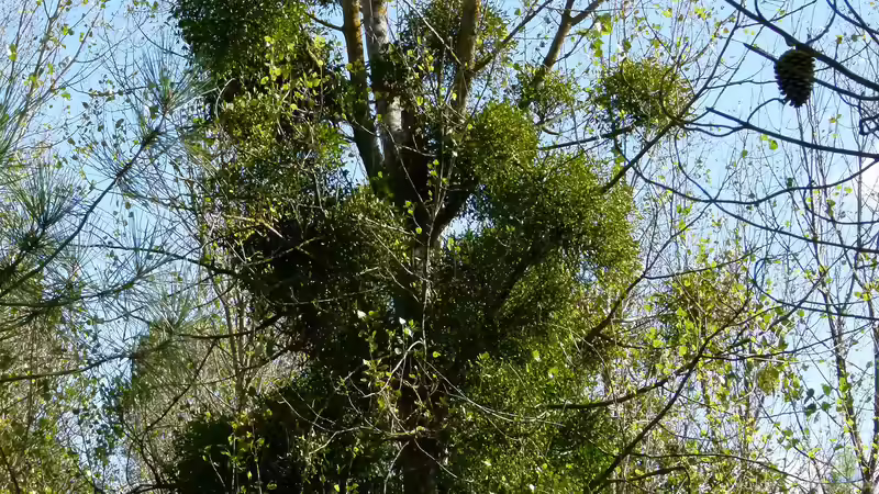 Misteln: Gefahr für Bäume? Ein umfassender Ratgeber für Hobbygärtner und Naturfreunde