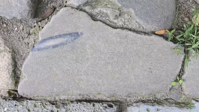 Mit Grauwacke den Garten gestalten: Natürliche Schönheit für stilvolle Außenbereiche