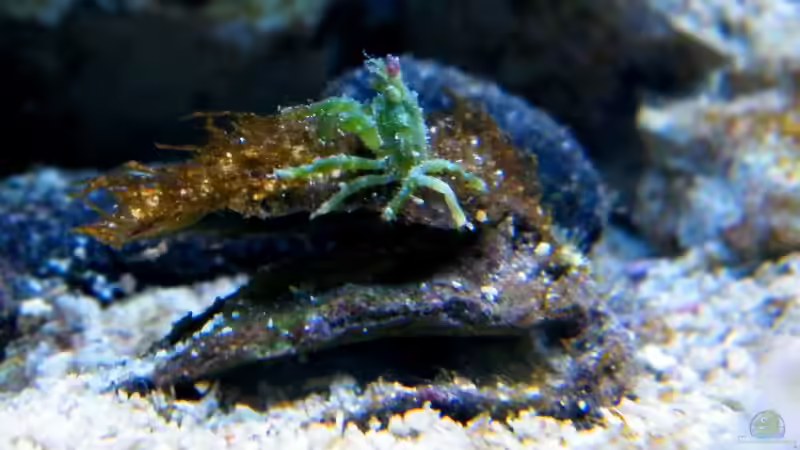 Mithraculus sculptus im Aquarium halten (Einrichtungsbeispiele für Grüne Spinnenkrabbe)