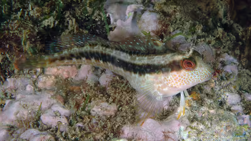 Mittelmeeraquarium: Das sind geeignete Zierfische