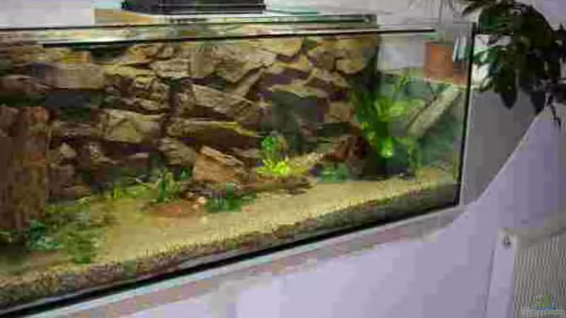 Mittlerweile habe ich an der Rückwand schöne Algenkulturen gezüchtet - sieht richtig natürlich aus! Mittlerweile habe ich an der Rückwand schöne Algenkulturen gezüchtet - sieht richtig natürlich aus!