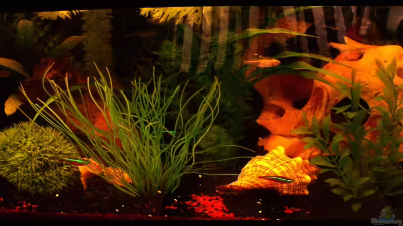 MMDs erstes Becken MMDs erstes Becken