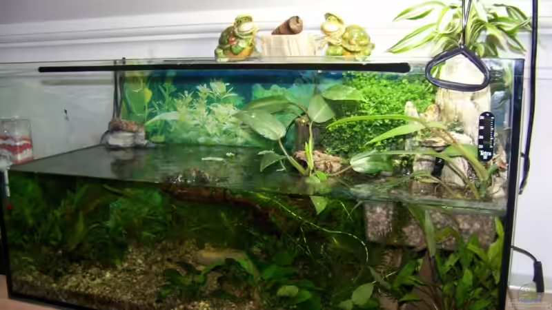 Molchbecken Molchbecken