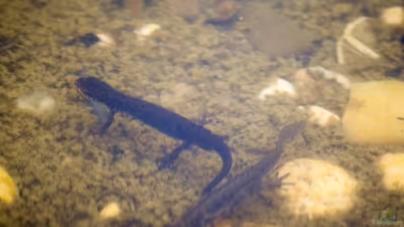 Molche im Teich: Faszinierende Tiere im heimischen Gewässer