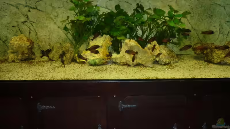 Moliro - Tank Moliro - Tank