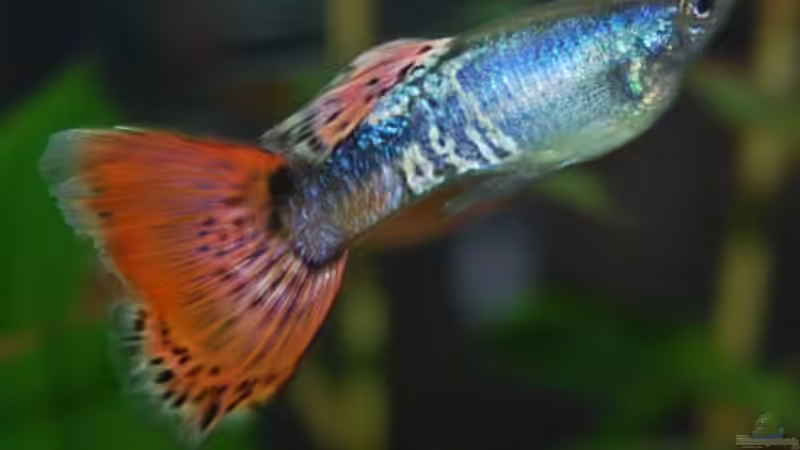 Black Mollys im Aquarium halten (Einrichtungsbeispiele für Poecilia sphenops)