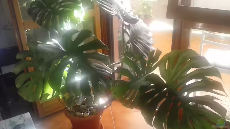 Monstera-Arten: Ein umfassender Guide für Terraristik- und Gartenliebhaber