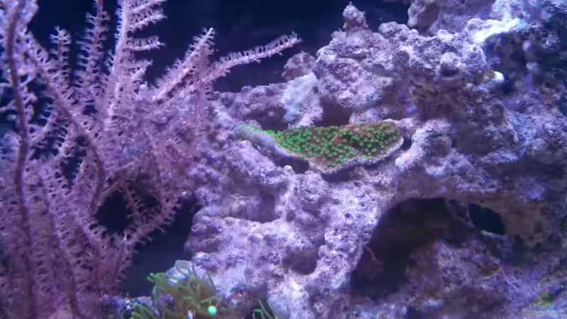 Montipora australiensis im Aquarium halten (Einrichtungsbeispiele für Kleinpolypige Steinkoralle)