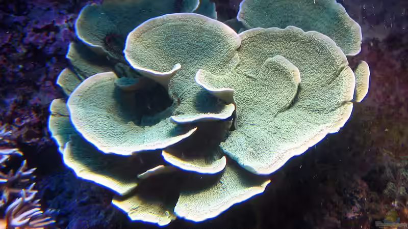 Montipora delicatula im Aquarium halten (Einrichtungsbeispiele für Fragile Mikroporenkoralle)