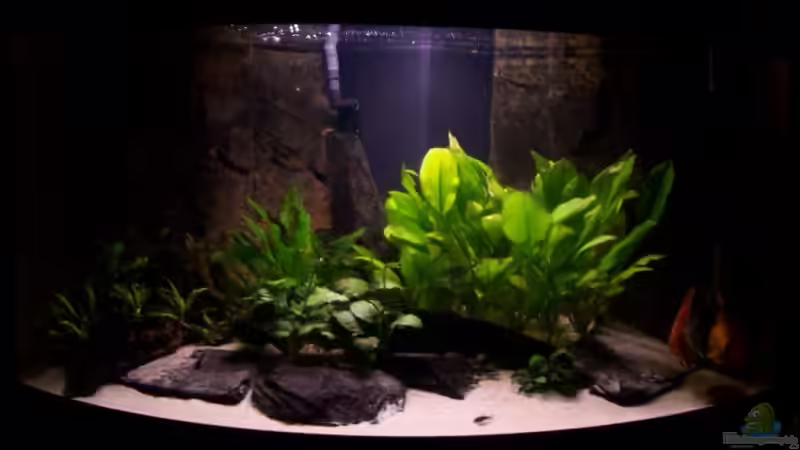 Aquarien mit Zeitschaltuhr