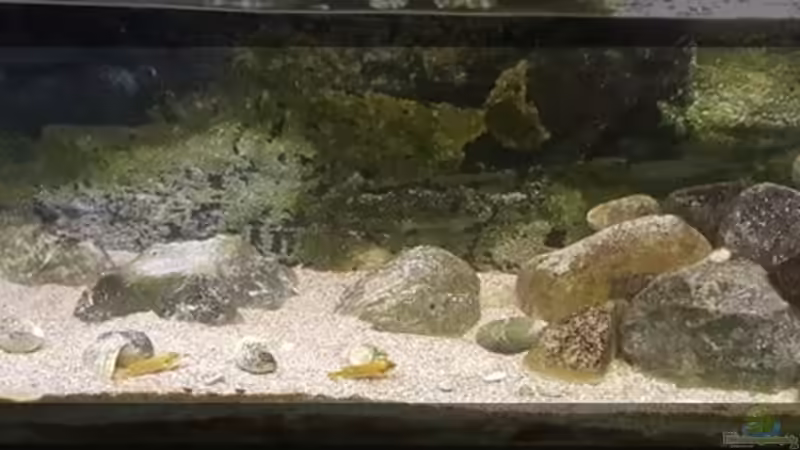 My first Tanganjika My first Tanganjika