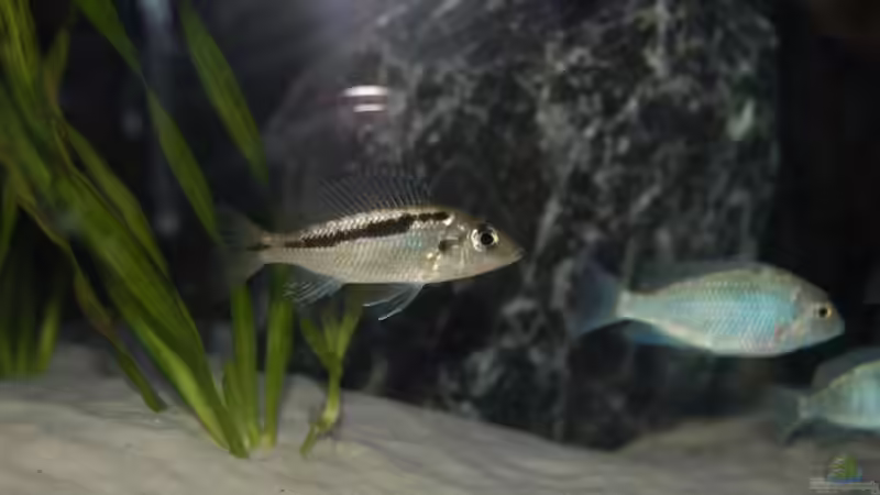 Aquarien mit Mylochromis lateristriga