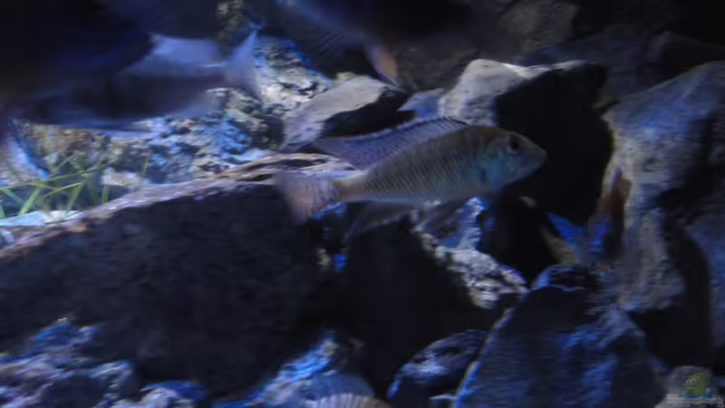 Aquarien mit Mylochromis plagiotaenia