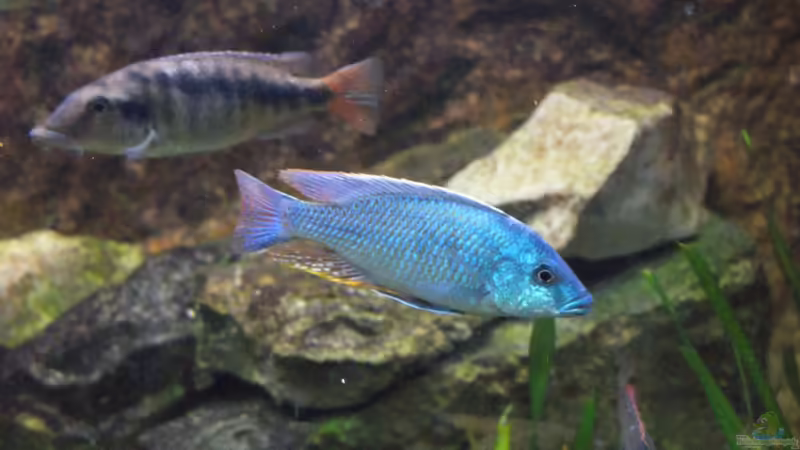 Mylochromis - Infos zur Gattung (Einrichtungsbeispiele für Mylochromis-Arten)