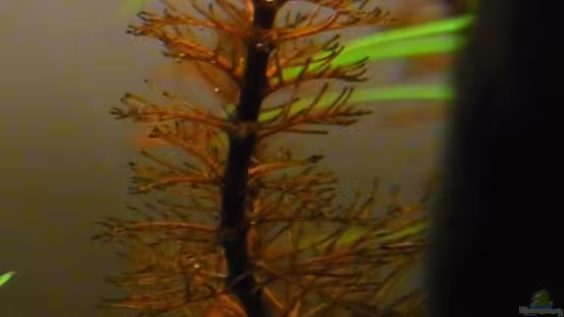 Myriophyllum tuberculatum im Aquarium pflegen (Einrichtungsbeispiele für Rotblättriges Tausendblatt)