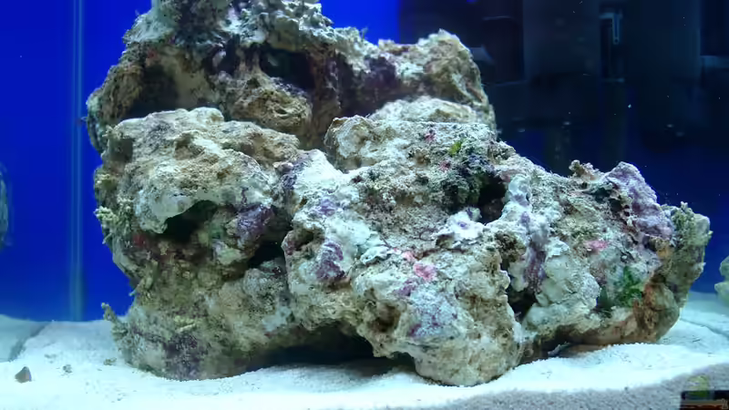 Nach 1 Woche kam am 05.01.2012 das erste lebend gestein Nach 1 Woche kam am 05.01.2012 das erste lebend gestein