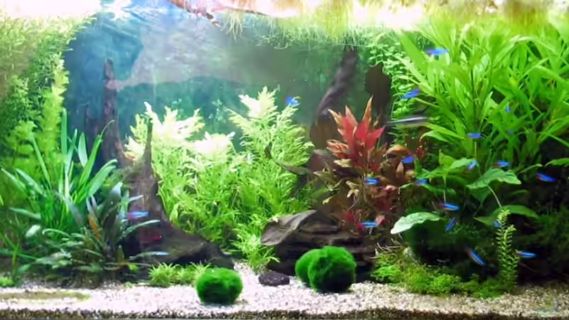 nach 8 Wochen nach 8 Wochen