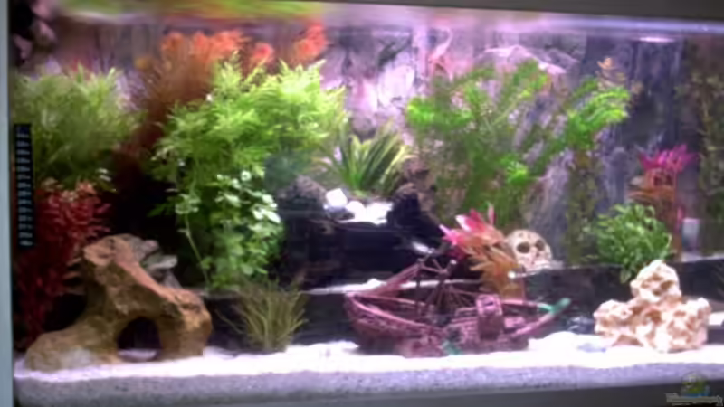 Nach ca.2 Wochen Einlaufzeit Nach ca.2 Wochen Einlaufzeit