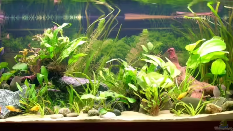 nach der Umstellung auf Sand und Umdekoration nach der Umstellung auf Sand und Umdekoration