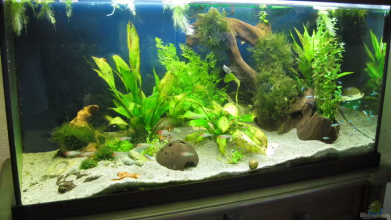 Nach Malawibecken nun umgestellt auf Mischbecken Nach Malawibecken nun umgestellt auf Mischbecken