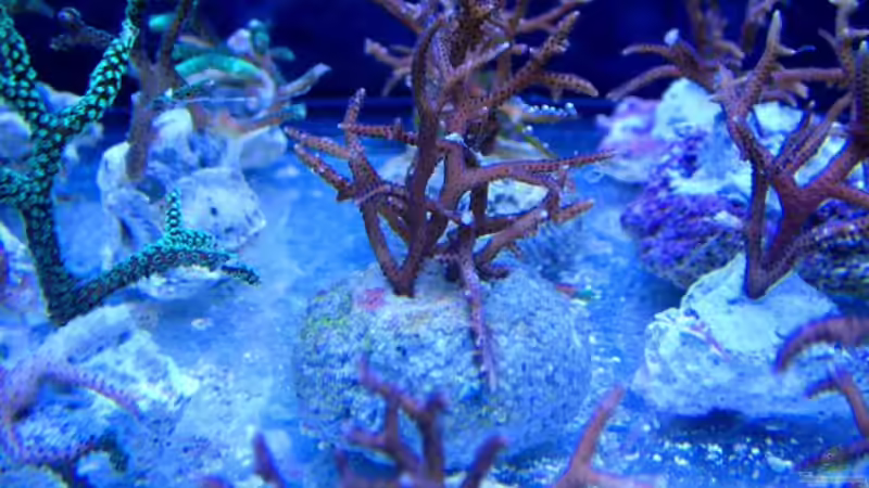 Nachhaltige Meerwasseraquaristik: So werden Korallen gezüchtet