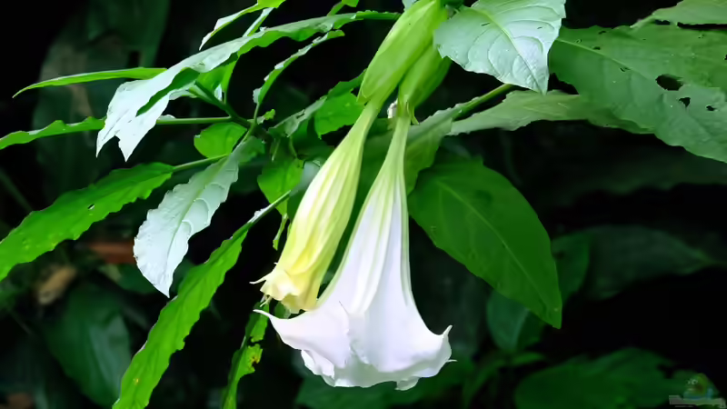 Nachtschattengewächse: Schön, nahrhaft… und giftig