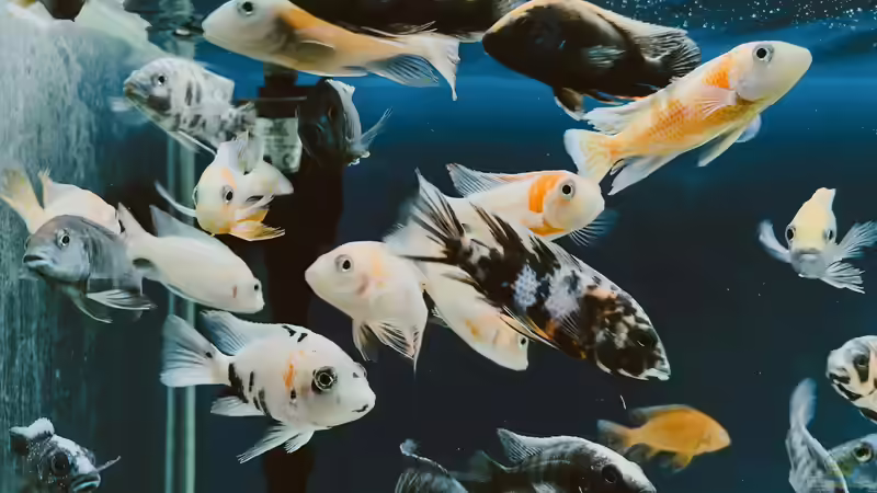 Nachzuchten verkaufen: Vom Aquaristik-Hobby zum organisierten Nebenerwerb