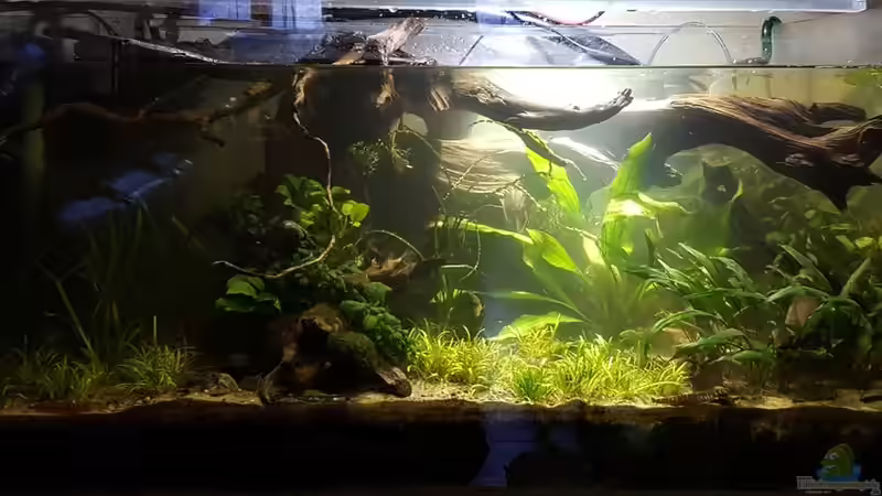 Nadika Sang Nadika Sang