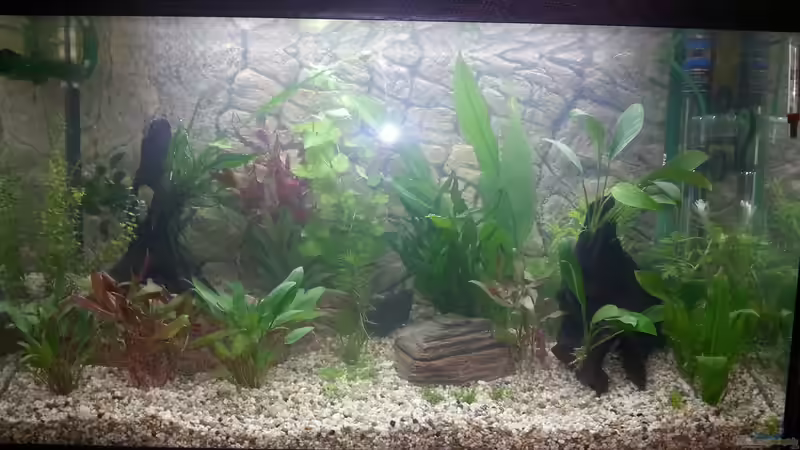 Nahaufnahme des Aquariums Nahaufnahme des Aquariums