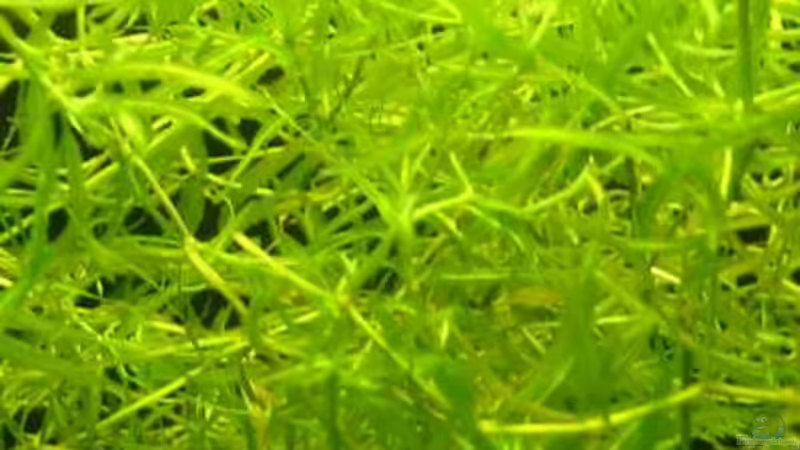 Najas guadalupensis im Aquarium oder Teich (Einrichtungsbeispiele mit Guadeloupe-Nixkraut)