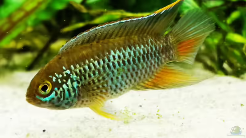 Aquarien mit Nannacara anomala (Glänzender Zwergbuntbarsch)