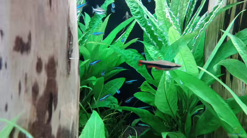 Aquarien mit Nannostomus beckfordi (Längsband-Ziersalmler)