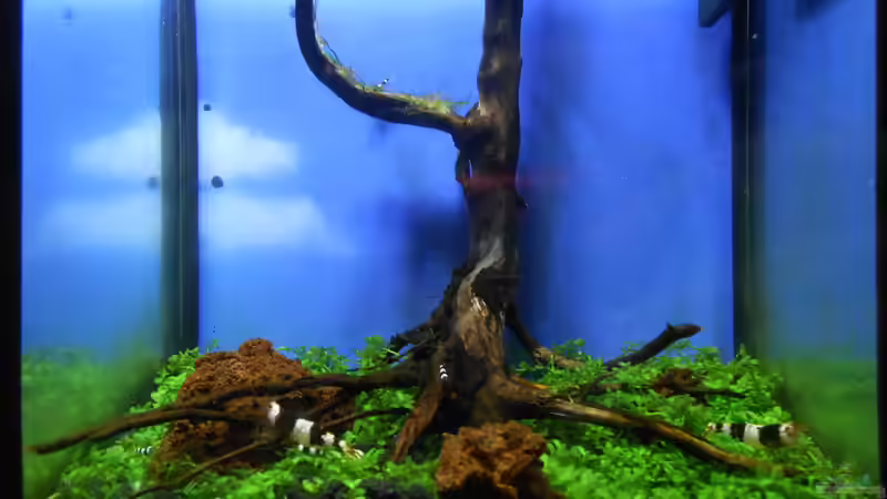 Nano-Nano Becken Nano-Nano Becken