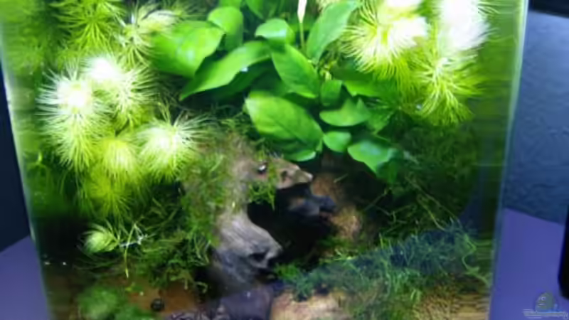 Nano von vorne Nano von vorne