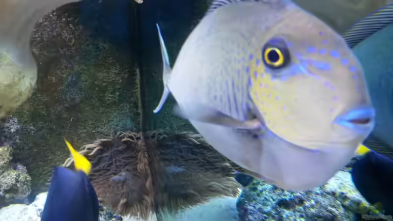 Naso lopezi im Aquarium halten (Einrichtungsbeispiele für Schlanker Nasendoktor)
