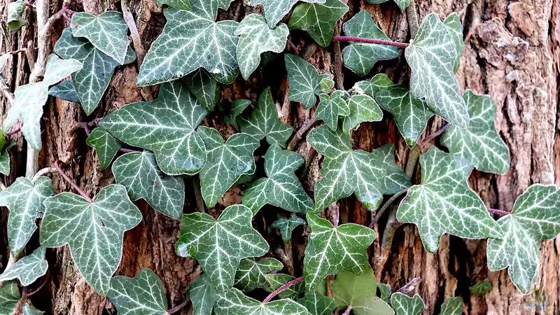 Natürliche Kletterhilfe: Efeu an Bäumen