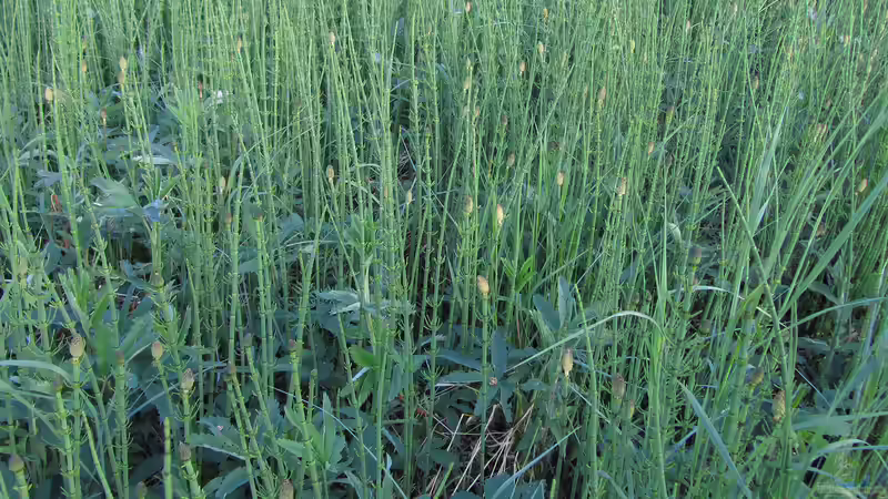 Natürlicher Unterwasserrasen im Teich: Grasartige Pflanzen als dekorativer Bodendecker