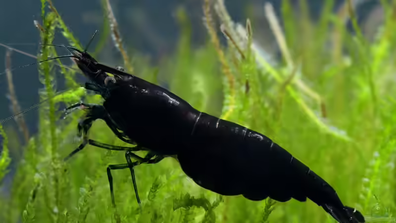 Aquarien mit Black Sakura Garnelen (Neocaridina davidi)