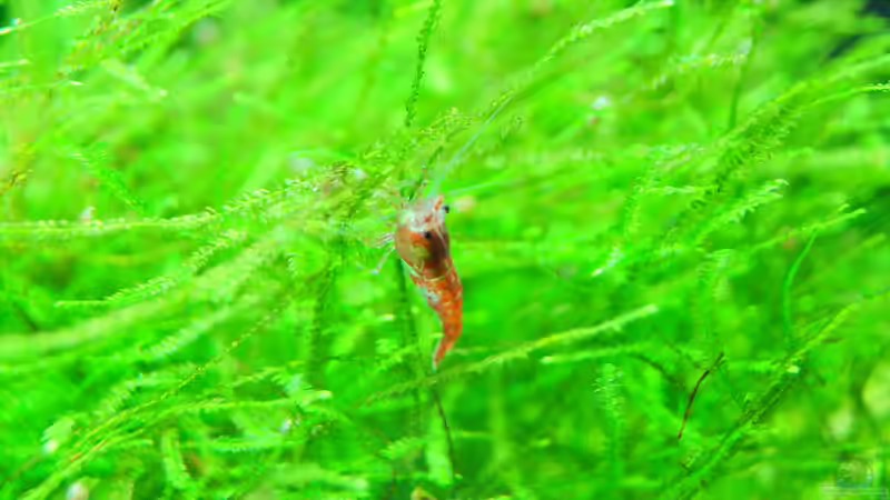 Taxiphyllum barbieri im Aquarium (Einrichtungsbeispiele mit Javamoos)