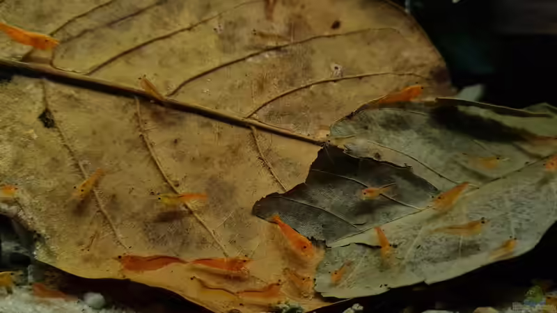 Neocaridina davidi im Aquarium (Einrichtungsbeispiele für Rückenstrichgarnelen)