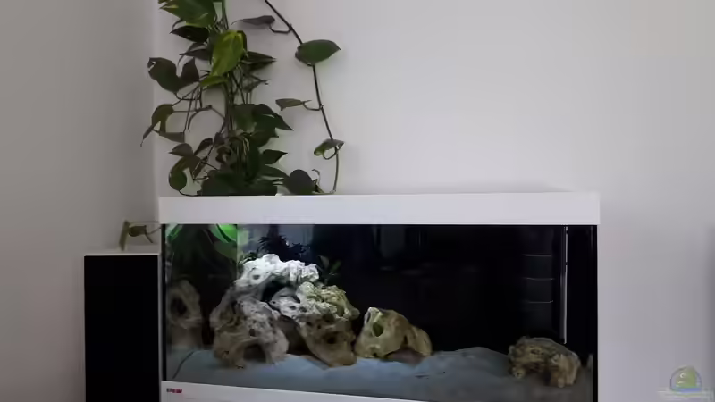 Neolamprologus brichardi low tech tagsüber Neolamprologus brichardi low tech tagsüber