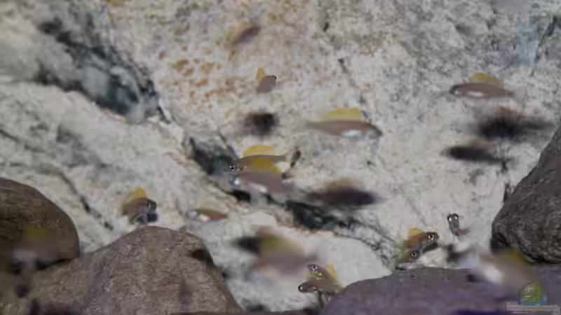 Neolamprologus caudopunctatus, 3,5 Monate alt Neolamprologus caudopunctatus, 3,5 Monate alt