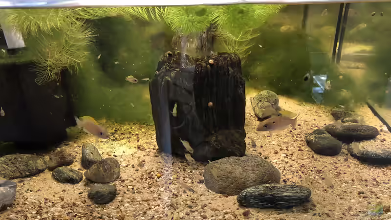 Neolamprologus caudopunctatus Family Neolamprologus caudopunctatus Family